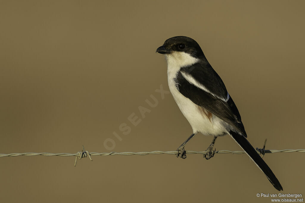 Southern Fiscal female adult