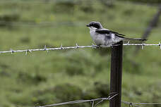 Pie-grièche géante