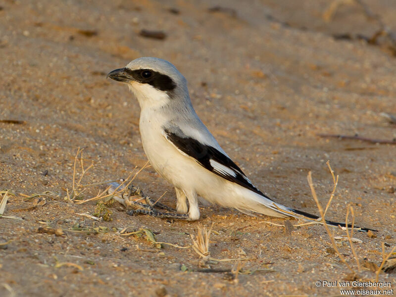 Great Grey Shrike