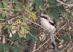 Great Grey Shrike