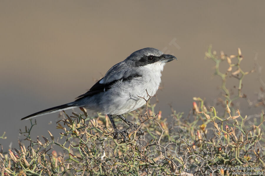 Great Grey Shrikeadult