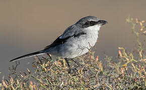 Great Grey Shrike