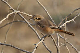 Isabelline Shrike