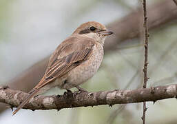 Isabelline Shrike