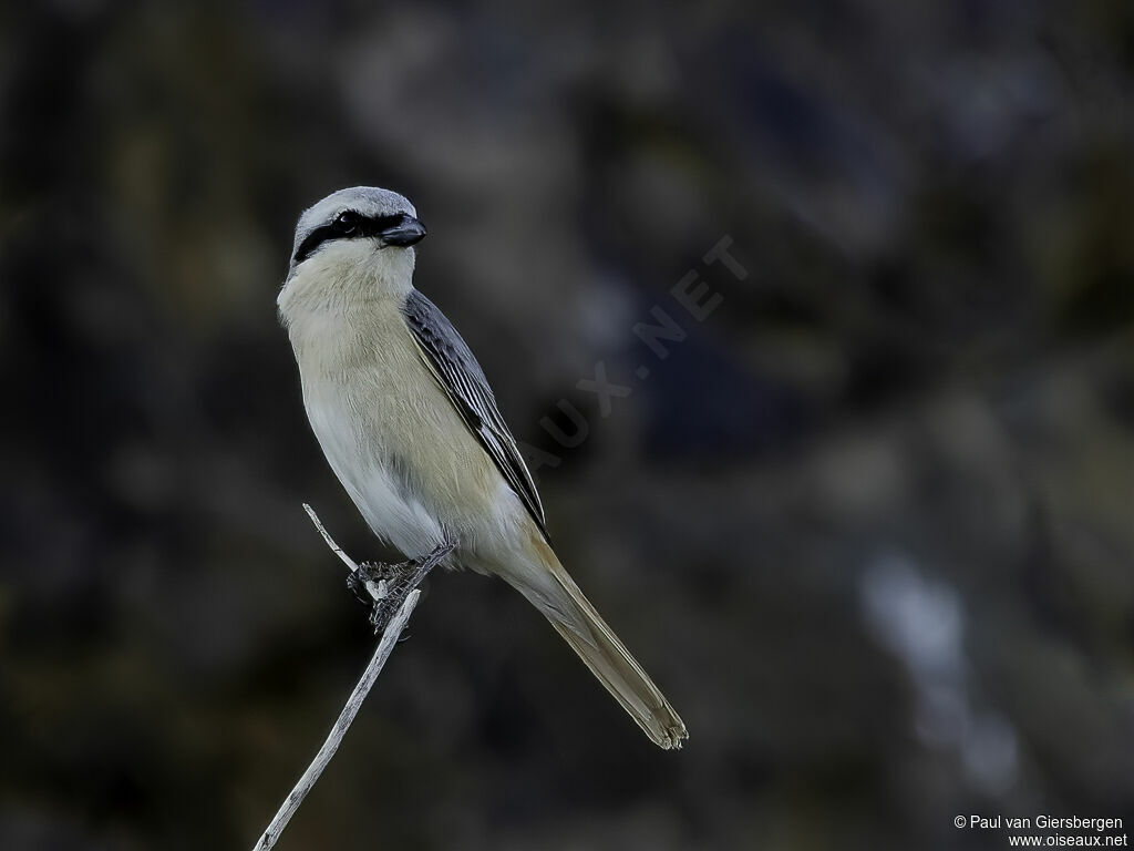 Isabelline Shrike