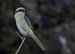 Isabelline Shrike