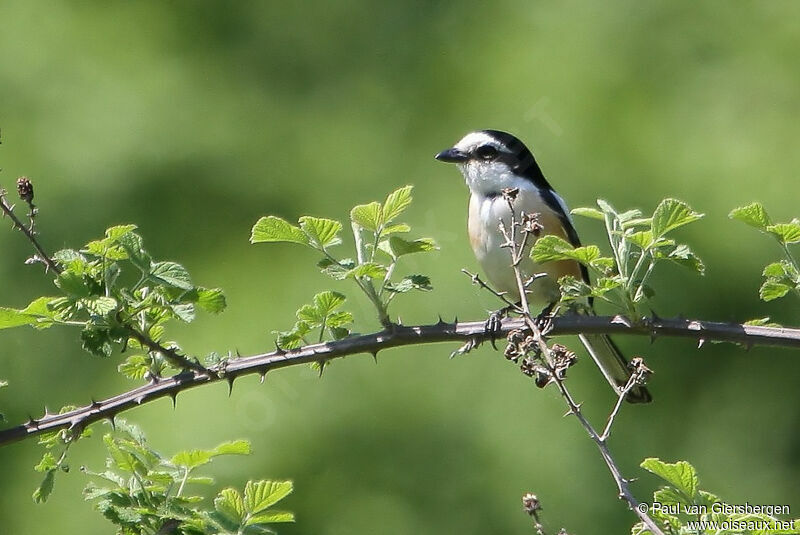 Masked Shrike