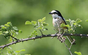 Masked Shrike