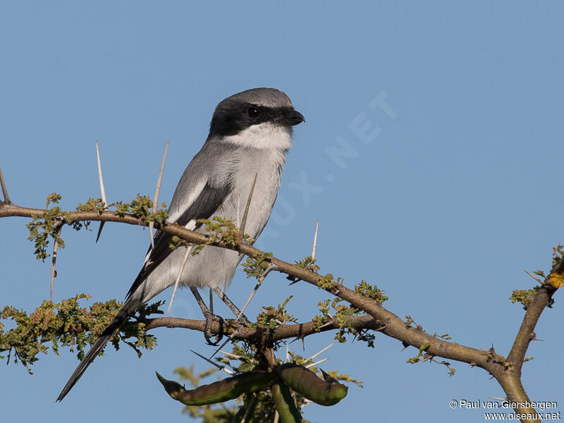 Loggerhead Shrike