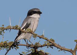 Loggerhead Shrike