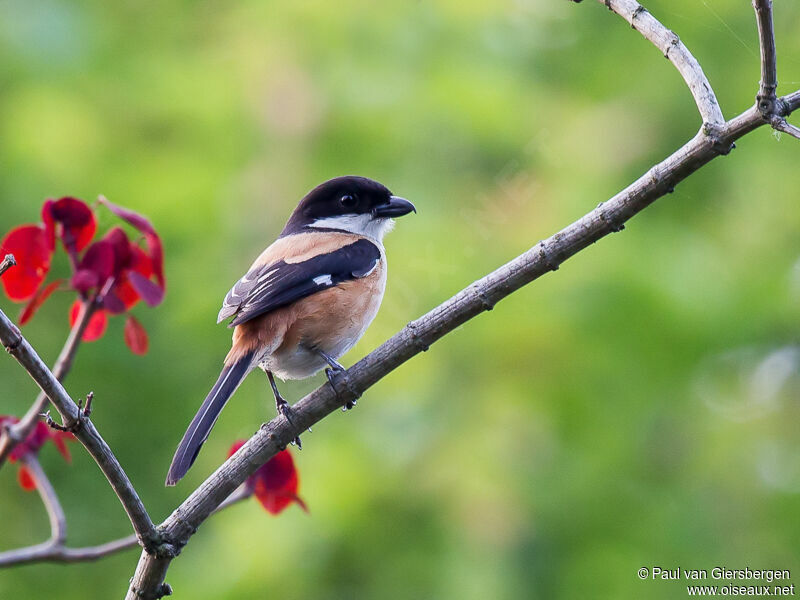 Long-tailed Shrike