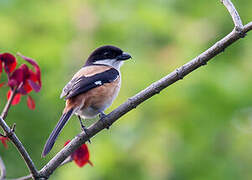 Long-tailed Shrike