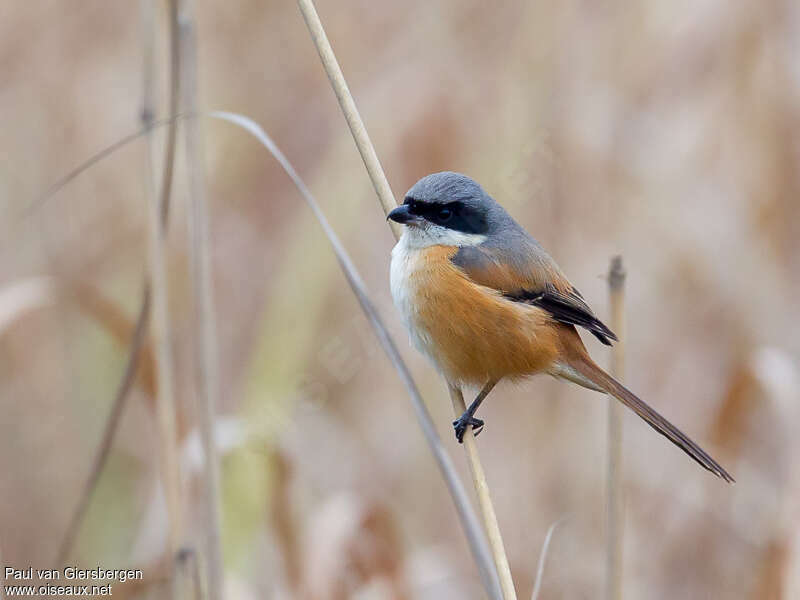 Pie-grièche schachadulte, identification