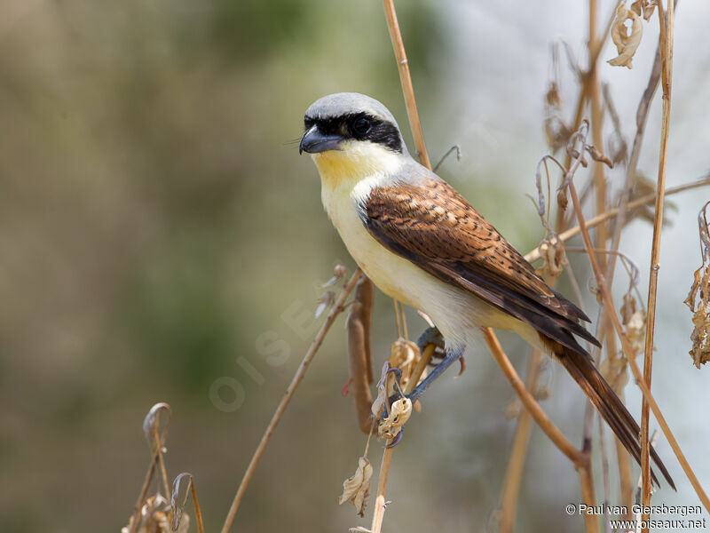 Tiger Shrike