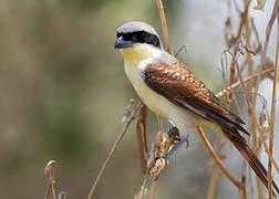 Tiger Shrike