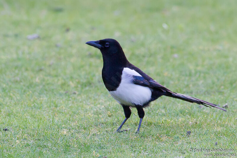 Eurasian Magpie