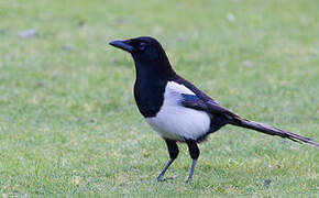 Eurasian Magpie