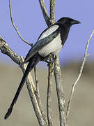 Eurasian Magpie