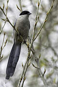 Azure-winged Magpie