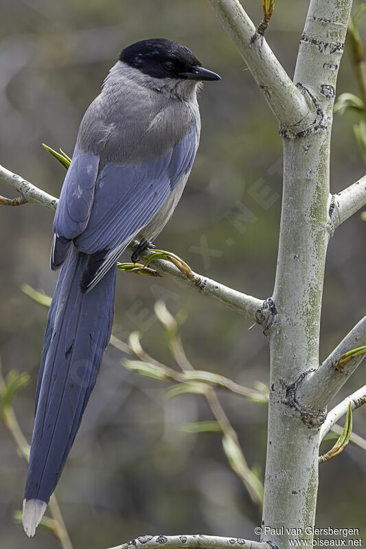 Azure-winged Magpieadult