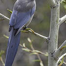 Pie bleue