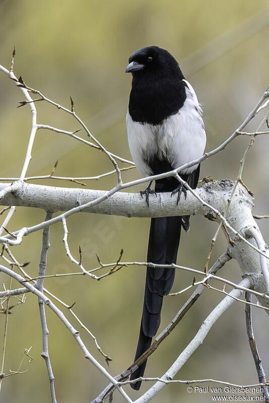 Black-billed Magpieadult