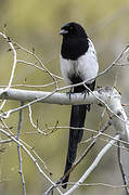 Black-billed Magpie