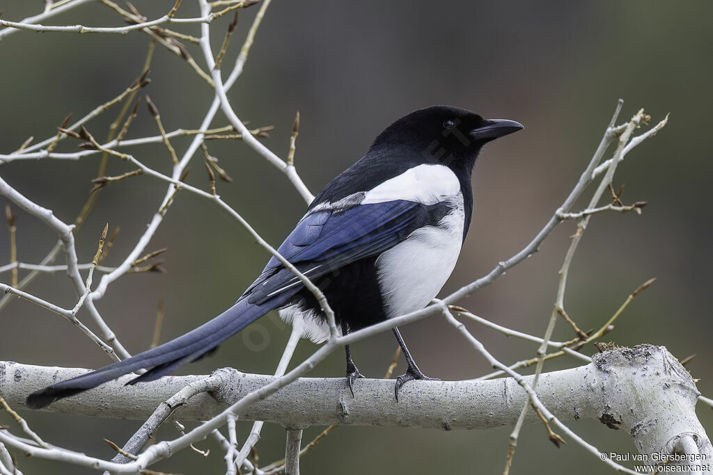 Black-billed Magpieadult