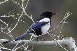 Black-billed Magpie