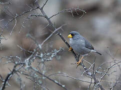 Cinereous Finch