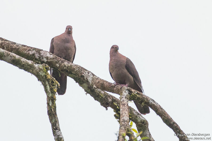 Pigeon à bec noiradulte