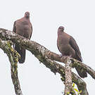 Pigeon à bec noir