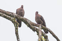 Pigeon à bec noir