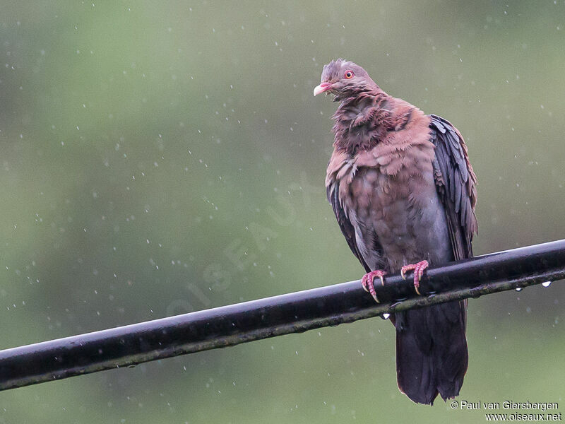 Red-billed Pigeon