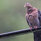 Pigeon à bec rouge