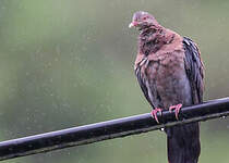 Pigeon à bec rouge