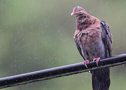 Red-billed Pigeon