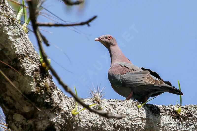 Pigeon à bec rougeadulte