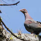 Pigeon à bec rouge