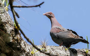 Pigeon à bec rouge