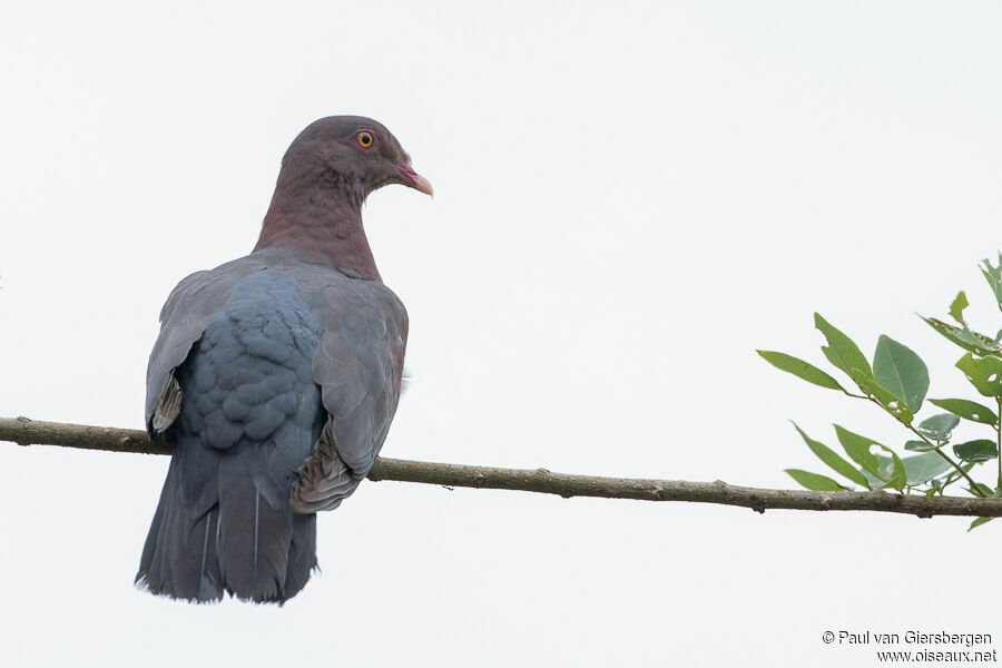 Pigeon à bec rougeadulte