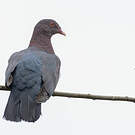 Pigeon à bec rouge