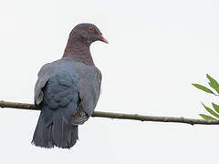 Pigeon à bec rouge