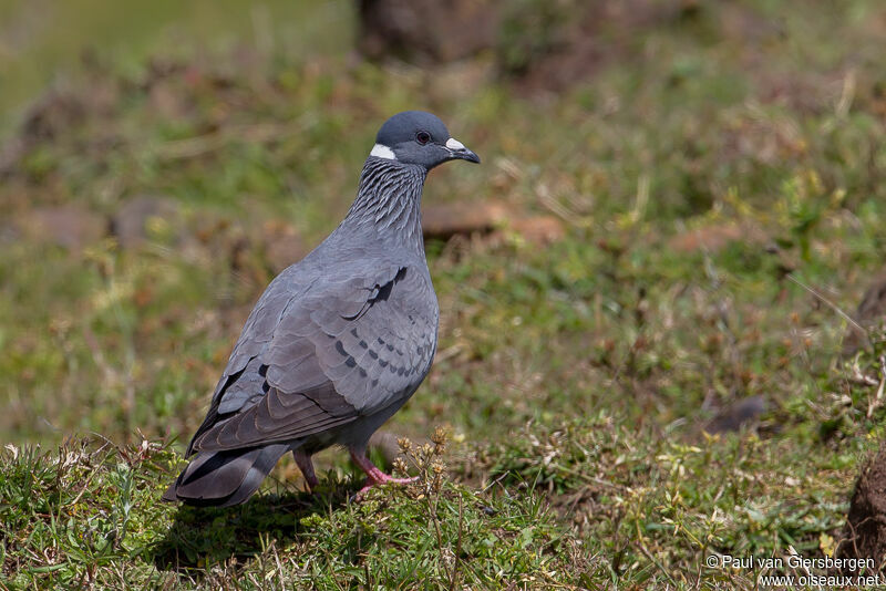 Pigeon à collier blanc