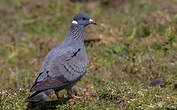 Pigeon à collier blanc