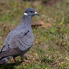 Pigeon à collier blanc