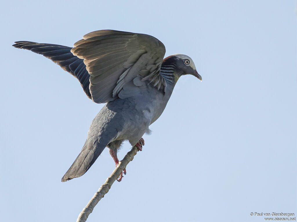 Pigeon à couronne blancheadulte