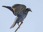 Pigeon à couronne blanche