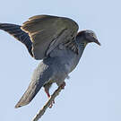 Pigeon à couronne blanche