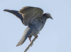 White-crowned Pigeon